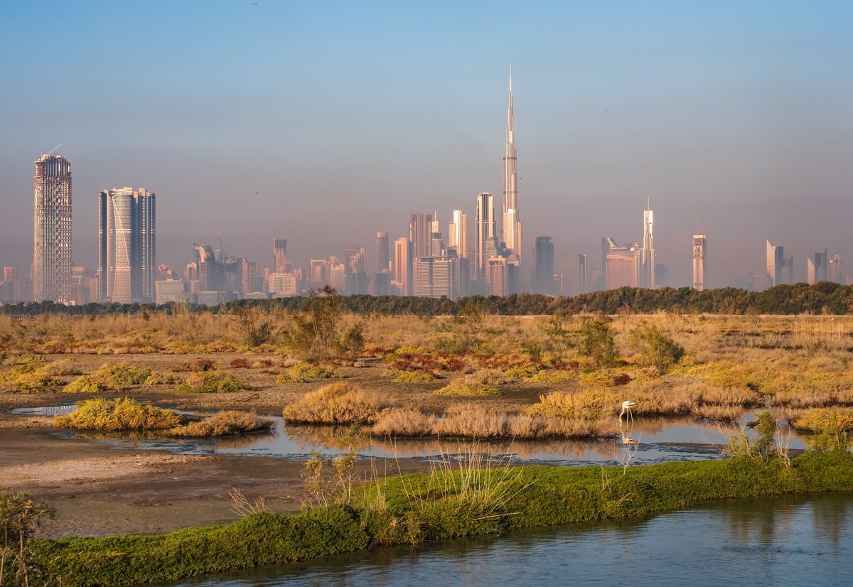 The Ras Al Khor wetland: saltbush and shallow pools with a lone flamingo, the Downtown Dubai skyline behind the mangroves